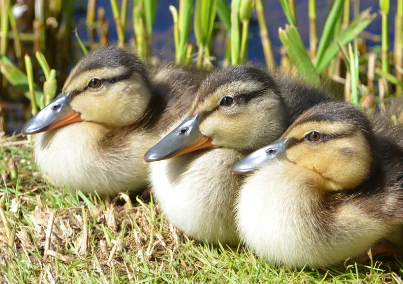 Mallard ducklings - f4 Inspirational Images