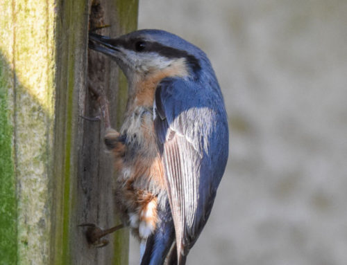 Nuthatch joy